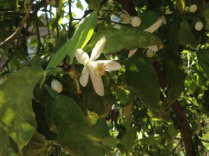 blog om alanya, alanya blog, dansk i tyrkiet, dansker i tyrkiet, blog om tyrkisk hverdag, tyrkisk hverdag blog
