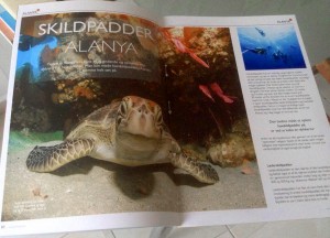 havskildpadde unge, havskildpadde unger, havskildpadde unge alanya, havskildpadde unger alanya, alanya havskildpadder, havskildpadder alanya, alanya.dk magasin, alanyadk magasin, ferie i alanya, alanyadk, jo dreams, rawza alanya, skildpadder alanya, dyr i alanya, tyrkiet havskildpadder, tyrkiet dyr, havskildpadde unge tyrkiet, havskildpadde unger tyrkiet, havskildpadde tyrkiet, havskildpadder tyrkiet, havskildpadder, havskildpadde,