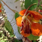 blog om alanya, alanya blog, udenlandsdansker blog, blog om tyrkiet, tyrkisk blog