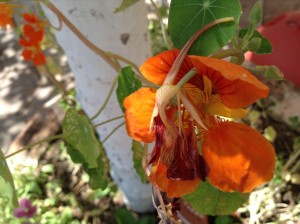 blog om alanya, alanya blog, udenlandsdansker blog, blog om tyrkiet, tyrkisk blog