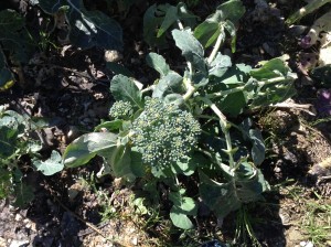 landsby, alanya landby, fred og ro