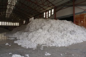 bomulds produktion tyrkiet, tyrkisk bomuld