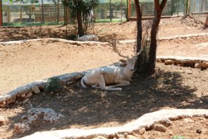 zoologisk have alanya, oplevelser i antalya, antalya oplevelser, zoologiske have tyrkiet, zoologiske have antalya