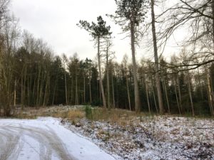 bøgeskoven, skanderborg festival, festival i bøgeskoven, skanderborg bøgeskov, seværdigheder i skanderborg