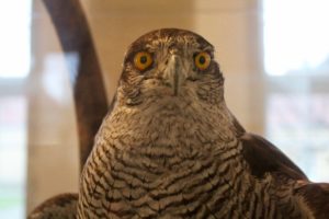 udstoppet dyr, silkeborg museum,