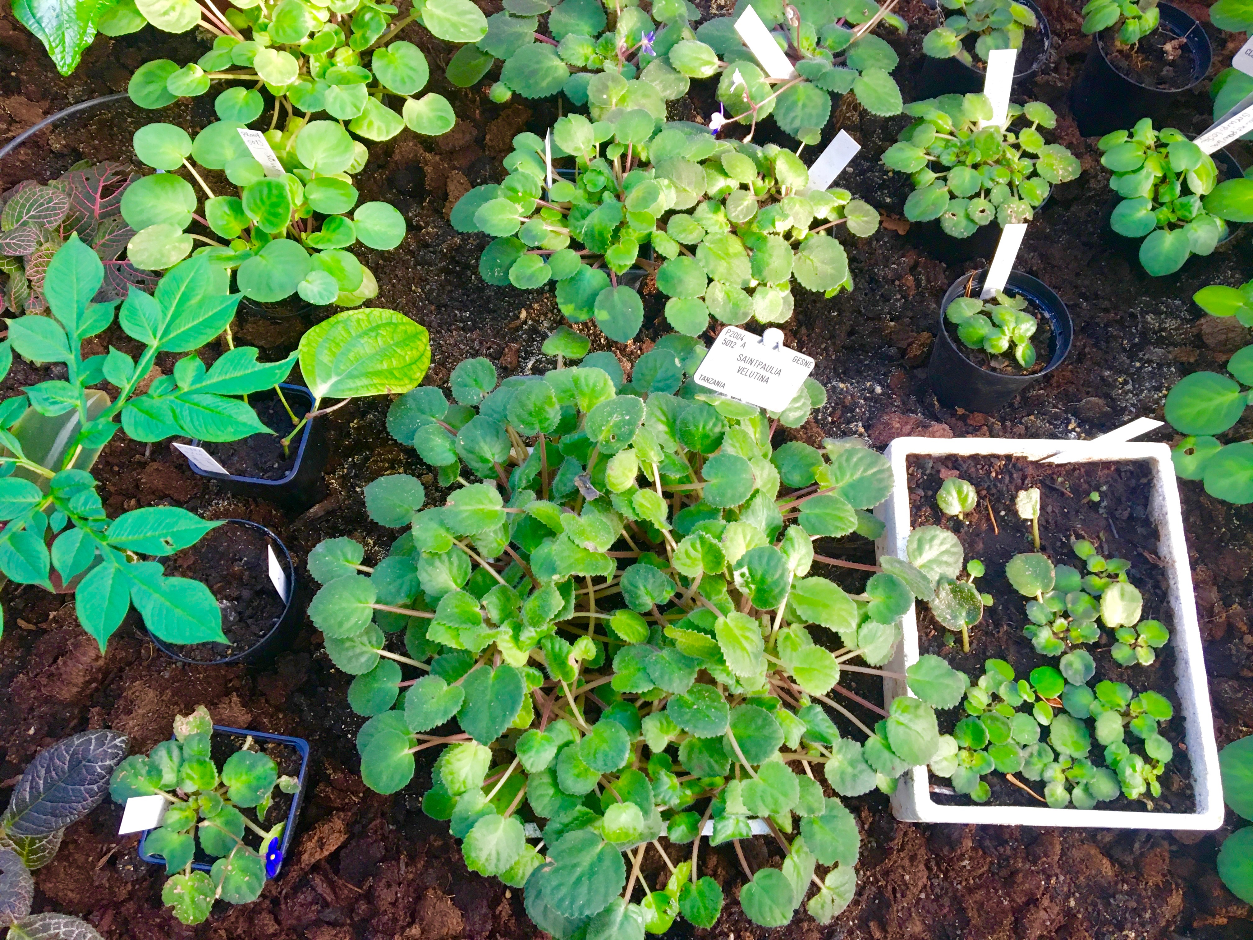 botanisk have, planter i københavn, palmehuset,