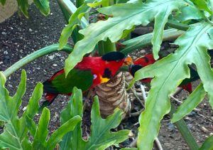 Seværdigheder i Jerusalem, seværdigheder i Israel, rejseblog, danish travelblog, danish travelblogger, travelblog israel, israel rejseblog, seværdigheder jerusalem zoo, jerusalem zoologisk have, børnvenlige seværdigheder i jerusalem, oplevelser i jerusalem, rejsebloggger 2019, papegøjer der parre sig,