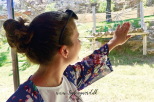 Seværdigheder i Jerusalem, seværdigheder i Israel, rejseblog, danish travelblog, danish travelblogger, travelblog israel, israel rejseblog, seværdigheder jerusalem zoo, jerusalem zoologisk have, børnvenlige seværdigheder i jerusalem, oplevelser i jerusalem, rejsebloggger 2019, tea tougaard