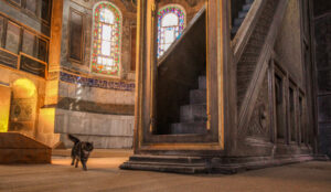 Hagia Sofia, hagia sophia, hagia sophia kat, unikke seværdigheder i Istanbul, Istanbul seværdigheder, instagram kendt kat, Gli katten, hagia sophia katten gli