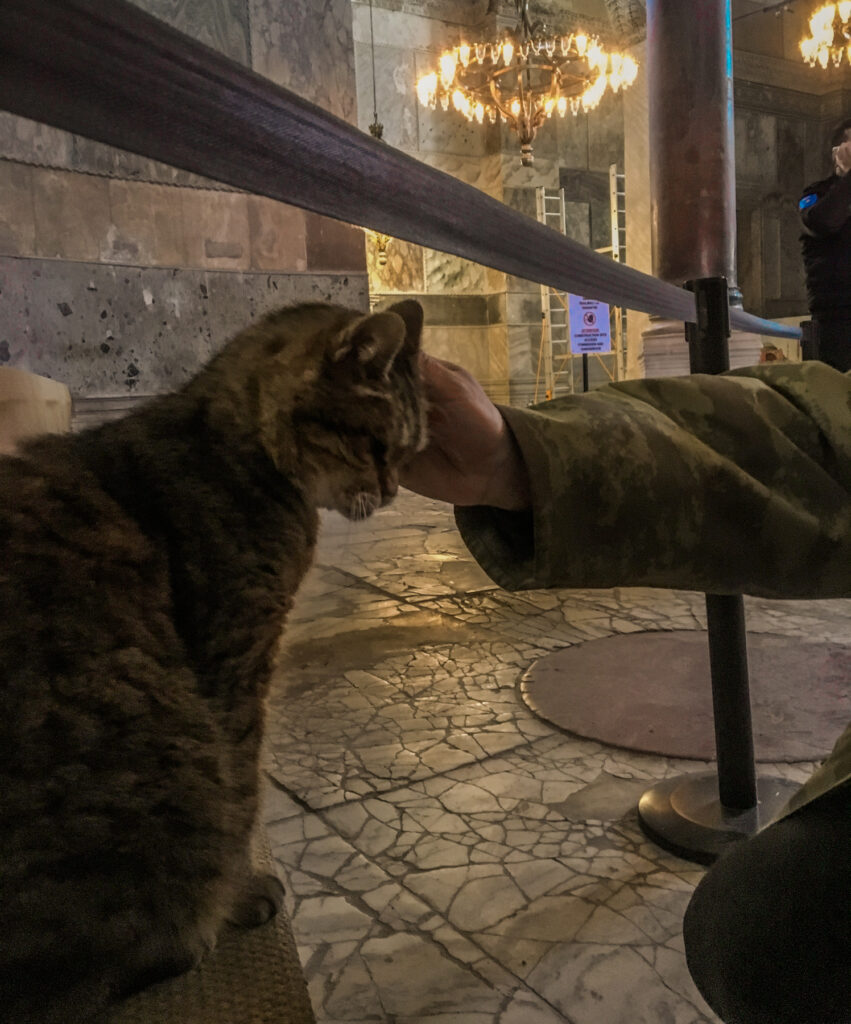 Hagia Sofia, hagia sophia, hagia sophia kat, unikke seværdigheder i Istanbul, Istanbul seværdigheder, instagram kendt kat, Gli katten, hagia sophia katten gli