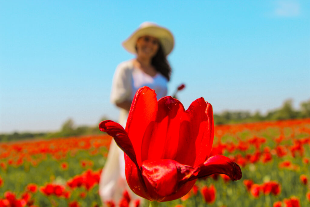 tulipaner tyrkiet, tyrkiets national blomst, tulipan marker, fakta om Tyrkiet