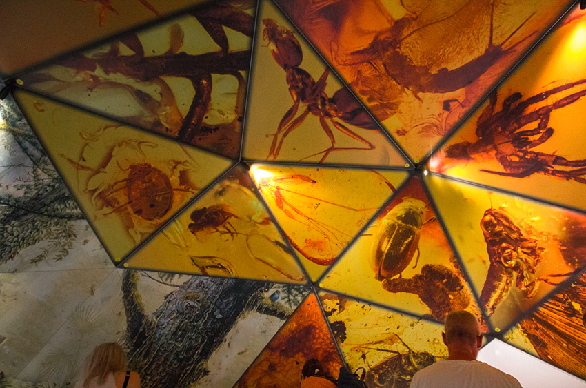 Tirpitz museum, Tirpitz rav museum, rav samling vestkysten, vestkysten rav museum, hvor finder man rav i Danmark, udstilling om rav, hvad er rav,