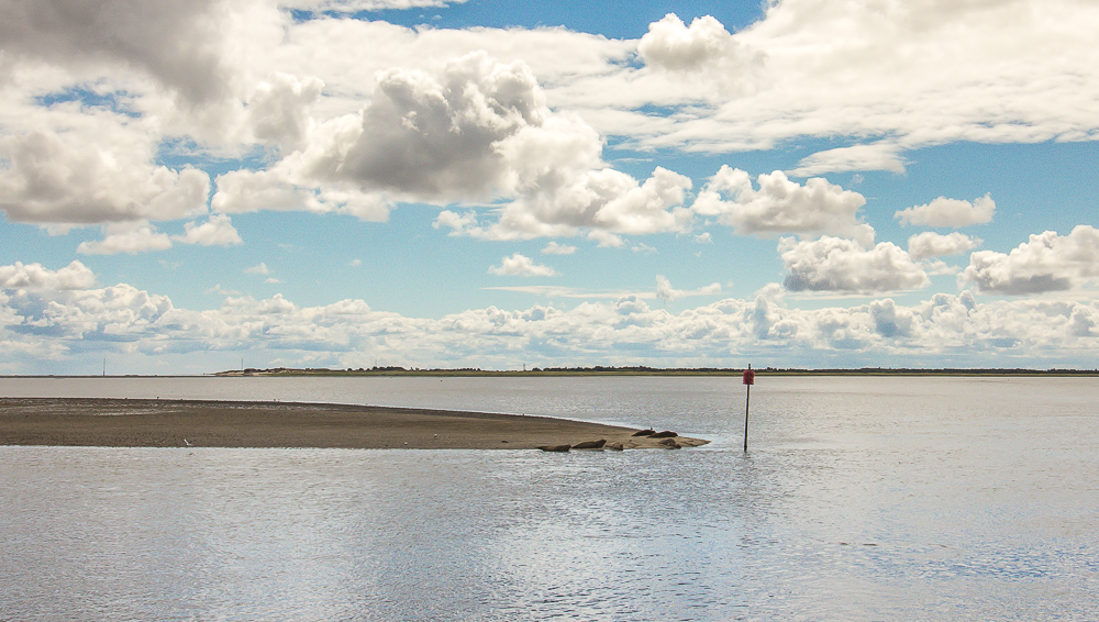 Fanø sæler, sæler i vadehavet, vadehavet, vestjylland, danske rovdyr