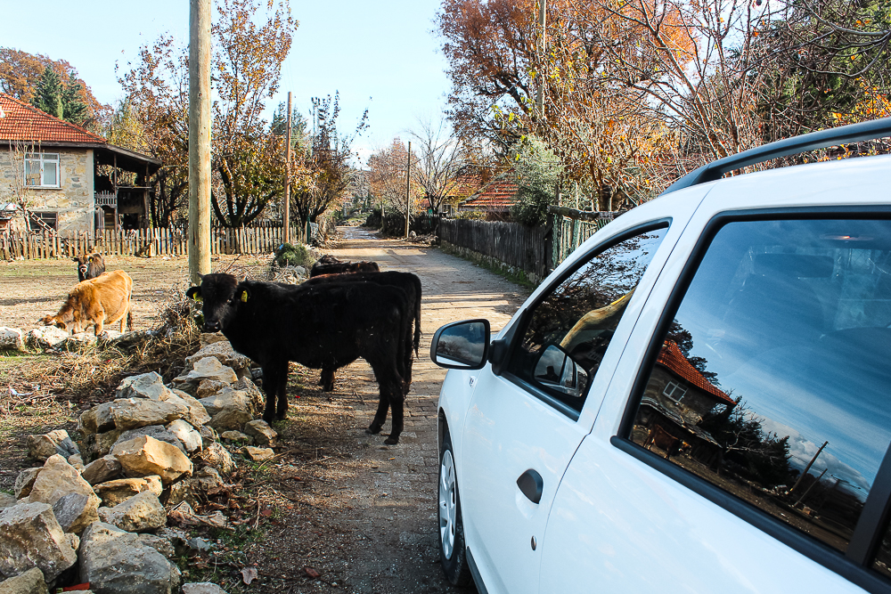 Køer på vejen, vej køer, vej blokeret af køer, Tyrkiske veje, udflugter i Tyrkiet, veje i Tyrkiet
