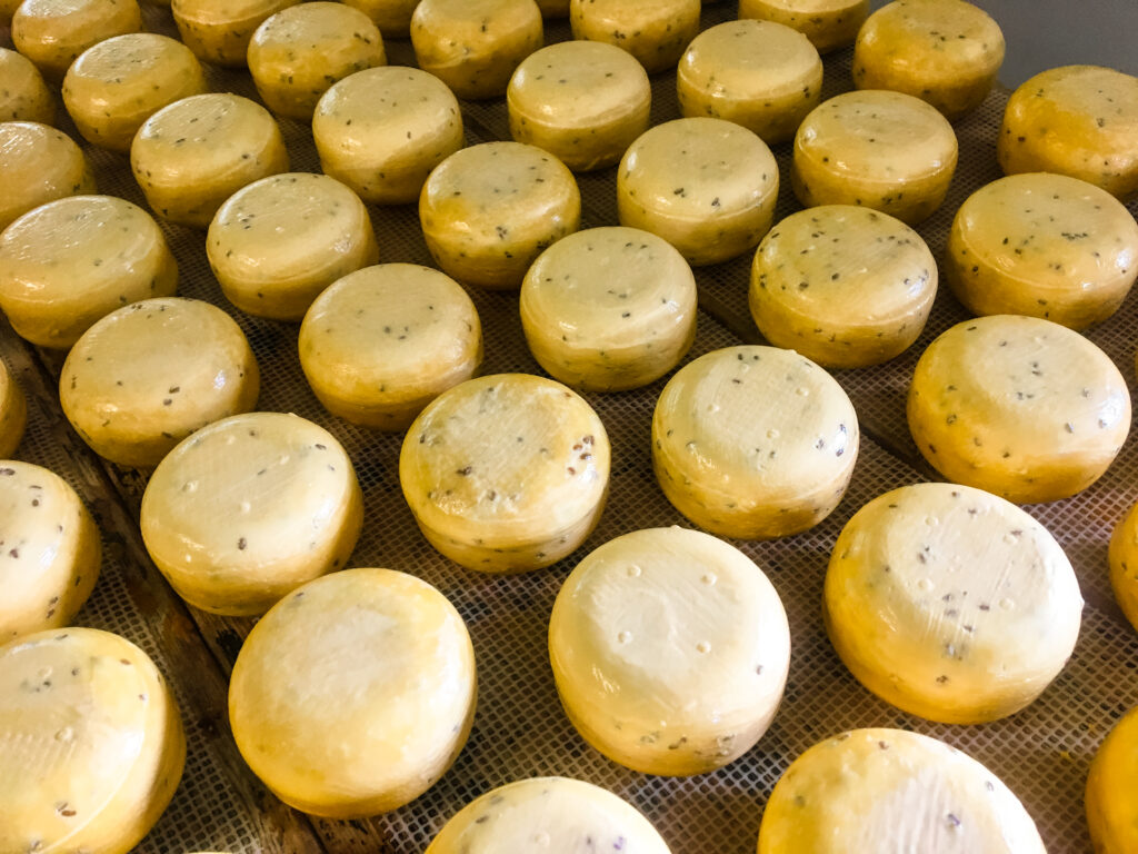 Gouda ost, hollandsk ost, ost fra holland, bedste oste fra Holland, Gouda,