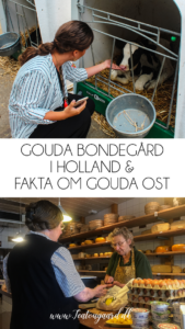 Gouda Holland, rejseblog Holland, Rejseblog gouda, danske rejseblogs, Gouda ost, Bondegård i Holland, Jongenhoeve Bondegård, Gouda Jongenhoeve, Holldanske oste