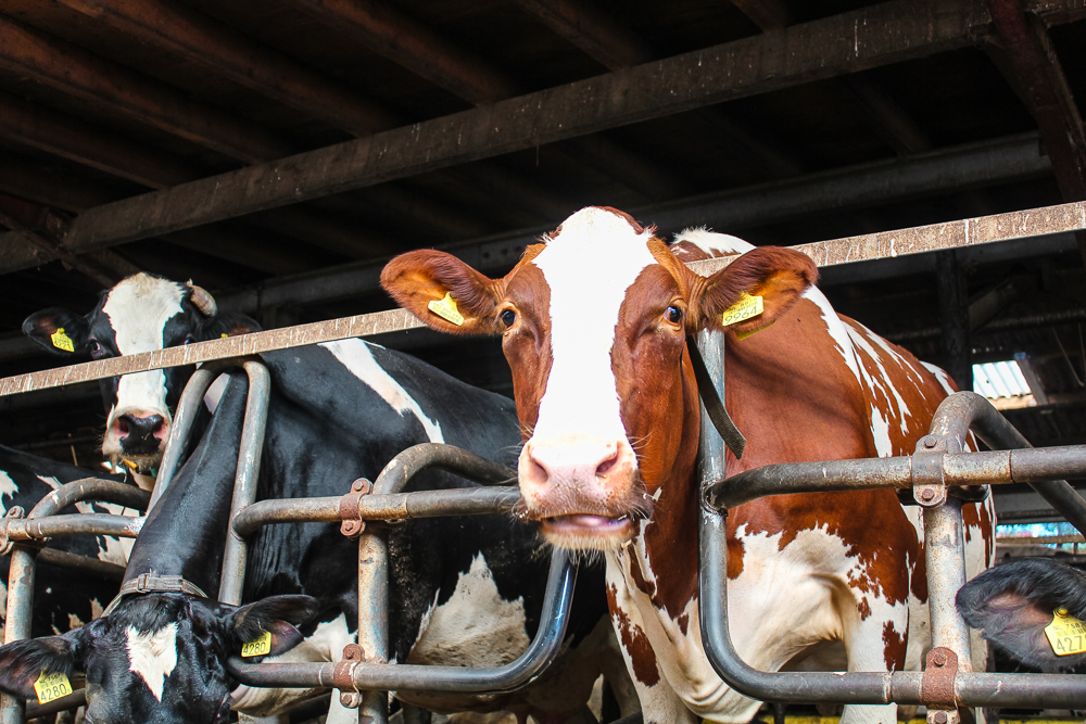 Holldansk bondegård, Køer på græs, Hollandske køer, Natur i Holland, Hollands natur, Hollandsk ost, oste fra Holland,