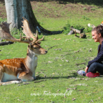 Gratis seværdigheder i Jylland, Gratis seværdigheder i midtjylland, gratis seværdigheder i Nordjylland, Dyrehaven, dyrehave århus, Marselisborg dyrehave, Dyrehaven i århus, Århus dyrehave, Marselisborg dyrehave hjorte, Hjorte i Århus, seværdigheder i Aarhus,