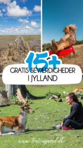 Gratis seværdigheder i Jylland, Gratis seværdigheder i midtjylland, gratis seværdigheder i Nordjylland, Dyrehaven, dyrehave århus, Marselisborg dyrehave, Dyrehaven i århus, Århus dyrehave, Marselisborg dyrehave hjorte, Hjorte i Århus, seværdigheder i Aarhus,