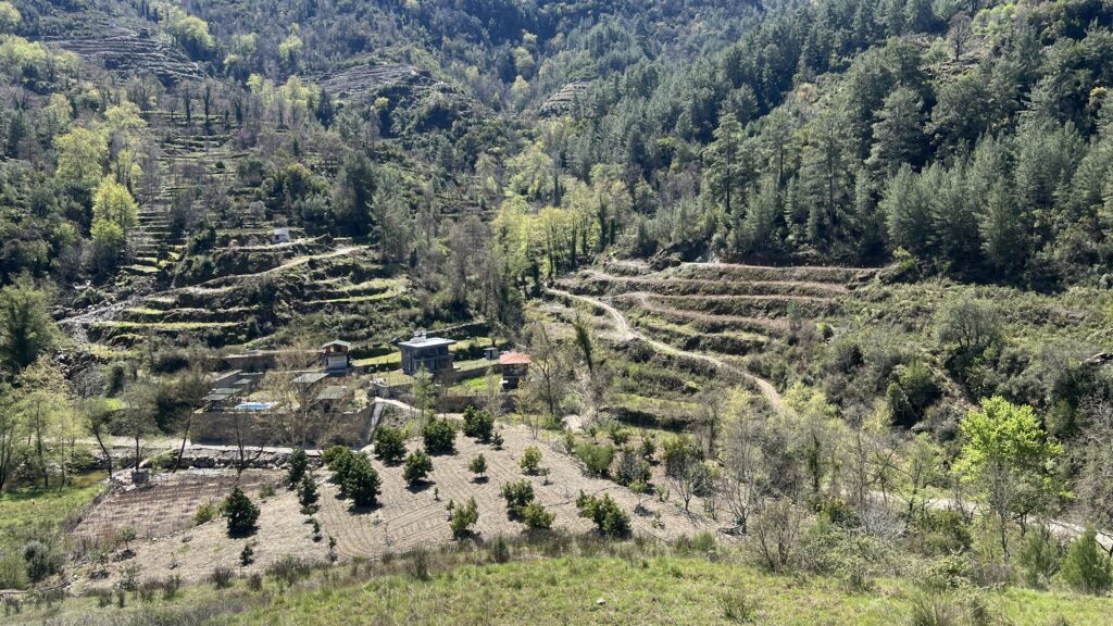 tyrkisk landsby liv, livet i Tyrkiet, livet i en tyrkisk landsby, bo i udlandet, anderledes livstil, avokado plantage, tyrkiske avokadoer,