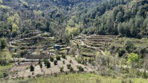 tyrkisk landsby liv, livet i Tyrkiet, livet i en tyrkisk landsby, bo i udlandet, anderledes livstil, avokado plantage, tyrkiske avokadoer,