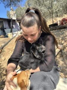 tyrkisk landsby liv, livet i Tyrkiet, livet i en tyrkisk landsby, sort ged, baby geder, gede kid, bo i udlandet, anderledes livstil,