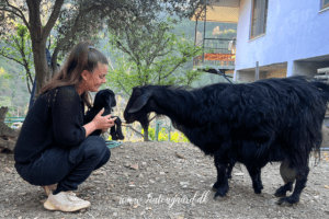 tyrkisk landsby liv, livet i Tyrkiet, livet i en tyrkisk landsby, sort ged, baby geder, gede kid, bo i udlandet, anderledes livstil,