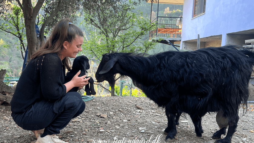 tyrkisk landsby liv, livet i Tyrkiet, livet i en tyrkisk landsby, sort ged, baby geder, gede kid, bo i udlandet, anderledes livstil,
