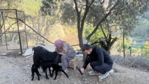 tyrkisk landsby liv, livet i Tyrkiet, livet i en tyrkisk landsby, sort ged, baby geder, gede kid, bo i udlandet, anderledes livstil,