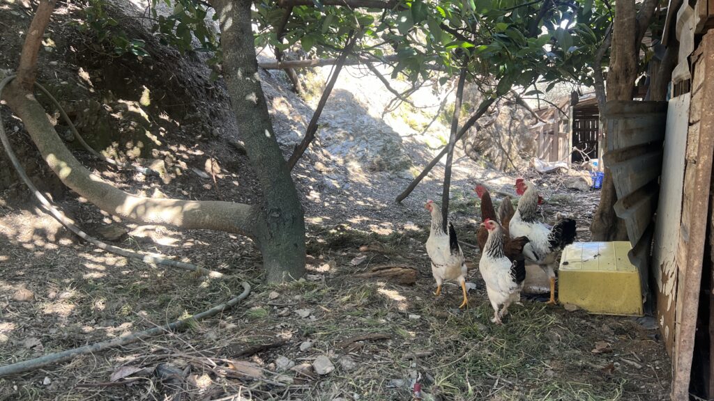 tyrkisk landsby liv, livet i Tyrkiet, livet i en tyrkisk landsby, høns, bo i udlandet, anderledes livstil,