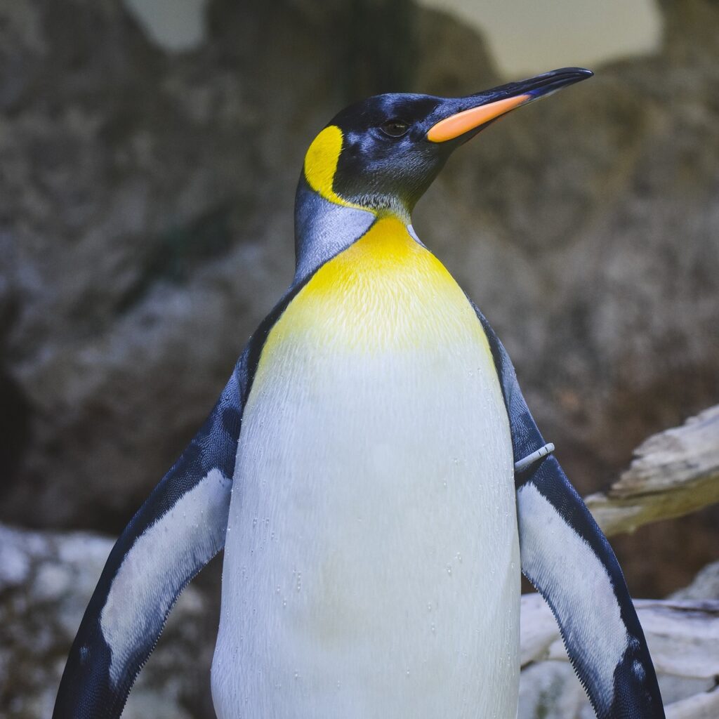 Sir nils Olav, Edinburgh Zoo, Fakta om Norge, sjove fakta om Norge, Militær Pingvin,