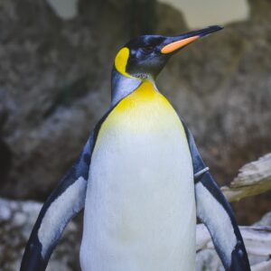 Sir nils Olav, Edinburgh Zoo, Fakta om Norge, sjove fakta om Norge, Militær Pingvin,