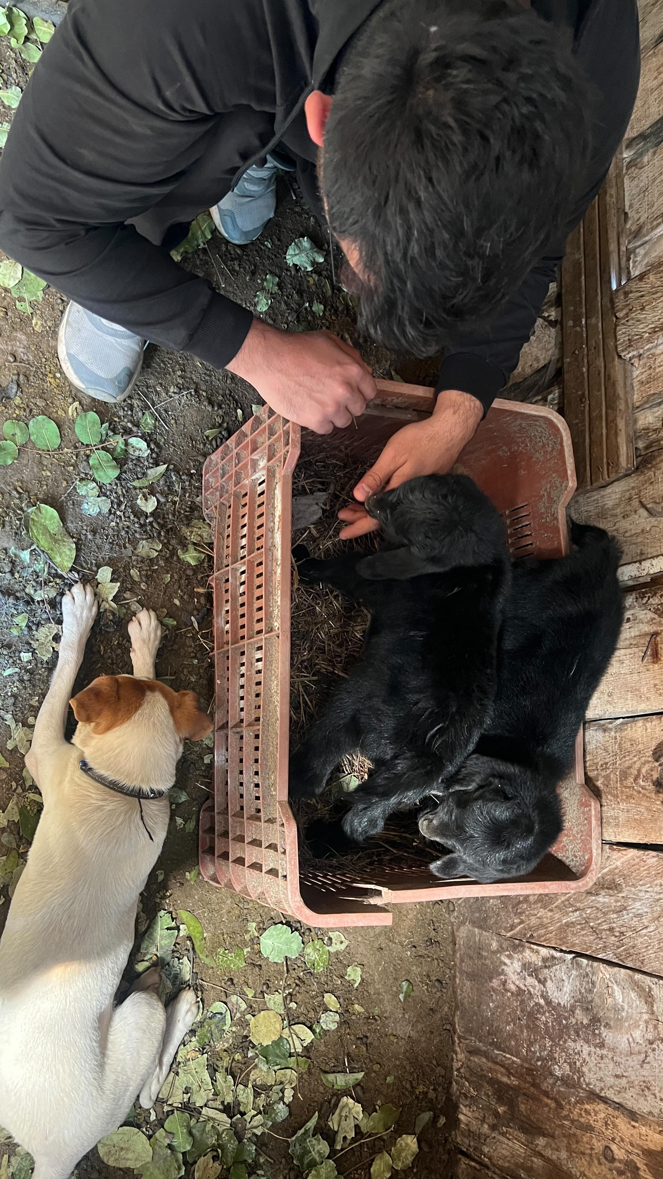 This is GOAT Parkour! 😂 #hardcoreparkour #theofficeparkour #goatparkour #babygoats