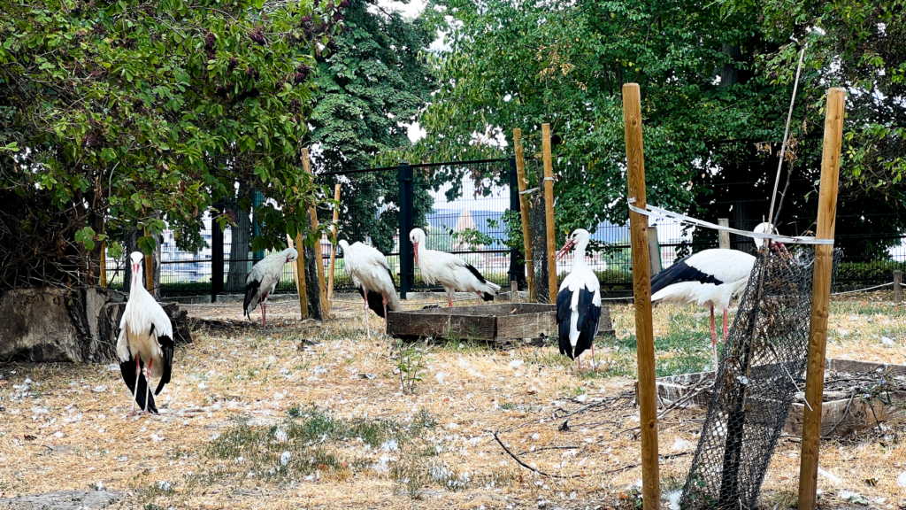 Margretheøen, Margaret Island, seværdigheder i Budapest, oplevelser i Budapest, parker i Budapest, natur i Budapest, Donau-øen, rekreation i Budapest, grønne områder i Budapest, turistattraktioner i Budapest, afslapning i Budapest, udendørs aktiviteter i Budapest, historiske steder i Budapest, termalbade i Budapest, springvandet på Margretheøen, cykelture i Budapest, familievenlige oplevelser i Budapest.