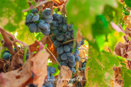 Ungarsk vin, vintradition i Ungarn, guide til vine fra Ungarn, Tokaj vin – den gyldne drik fra nordøst, berømte vinregioner som Tokaj, Eger, Villány og Balaton, søde dessertvine og tørre hvidvine, rødvine med dybde og karakter, Furmint og Hárslevelű som unikke druesorter, Egri Bikavér – “tyreblod” fra Eger, vinoplevelser i det ungarske landskab, vinkældre og smagninger i historiske byer, must-try vine i Ungarn, UNESCO-beskyttet vinområde i Tokaj, vulkansk jord og klima med smag, lokal vinproduktion med gamle traditioner, rejsetips til vinruter og vingårdsbesøg i Ungarn.