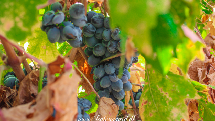 Ungarsk vin, vintradition i Ungarn, guide til vine fra Ungarn, Tokaj vin – den gyldne drik fra nordøst, berømte vinregioner som Tokaj, Eger, Villány og Balaton, søde dessertvine og tørre hvidvine, rødvine med dybde og karakter, Furmint og Hárslevelű som unikke druesorter, Egri Bikavér – “tyreblod” fra Eger, vinoplevelser i det ungarske landskab, vinkældre og smagninger i historiske byer, must-try vine i Ungarn, UNESCO-beskyttet vinområde i Tokaj, vulkansk jord og klima med smag, lokal vinproduktion med gamle traditioner, rejsetips til vinruter og vingårdsbesøg i Ungarn.