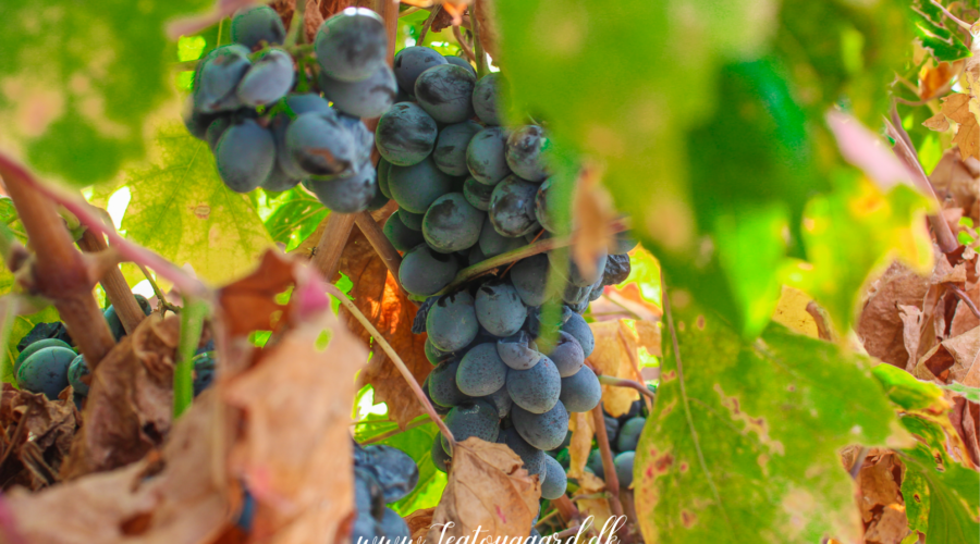 Ungarsk vin, vintradition i Ungarn, guide til vine fra Ungarn, Tokaj vin – den gyldne drik fra nordøst, berømte vinregioner som Tokaj, Eger, Villány og Balaton, søde dessertvine og tørre hvidvine, rødvine med dybde og karakter, Furmint og Hárslevelű som unikke druesorter, Egri Bikavér – “tyreblod” fra Eger, vinoplevelser i det ungarske landskab, vinkældre og smagninger i historiske byer, must-try vine i Ungarn, UNESCO-beskyttet vinområde i Tokaj, vulkansk jord og klima med smag, lokal vinproduktion med gamle traditioner, rejsetips til vinruter og vingårdsbesøg i Ungarn.