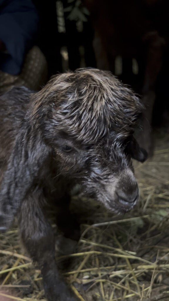 tyrkisk landsby liv, livet i Tyrkiet, livet i en tyrkisk landsby, bo i udlandet, anderledes livstil, vores tyrkiske landsby, på landet i Tyrkiet