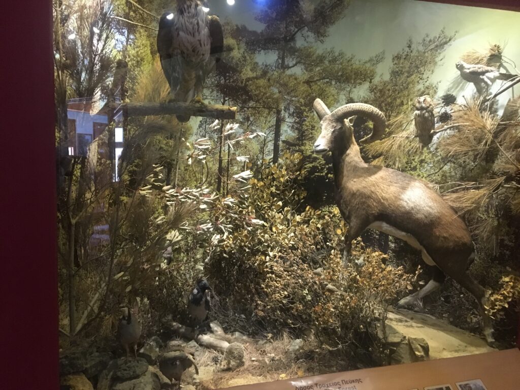 Alt-tekst:
Cypriotiske muflon, vilde dyr på Cypern, sjældent får på Cypern, natur og dyreliv i Troodos-bjergene, Cyperns vilde fauna, beskyttede dyrearter i Cypern, nationaldyr på Cypern, cypriotisk natur, muflon i naturreservater, unikke dyrearter i Europa, Troodos dyreliv, cypriotisk biodiversitet.