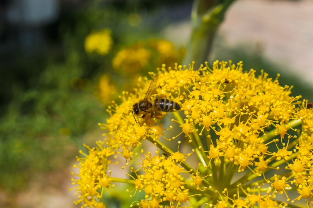 Alt-tekst: Flora, planter og blomster, vilde planter, lokale plantearter, botanik, blomstring i naturen, blomster i Alanya, Middelhavsflora, blomster og natur, smukke blomster, grøn natur, buske og træer, farverige blomster, urteplanter, naturvandring og botanik, flora i Tyrkiet, plantevækst, naturens skønhed, sæsonens blomster, blomster i forår og sommer.