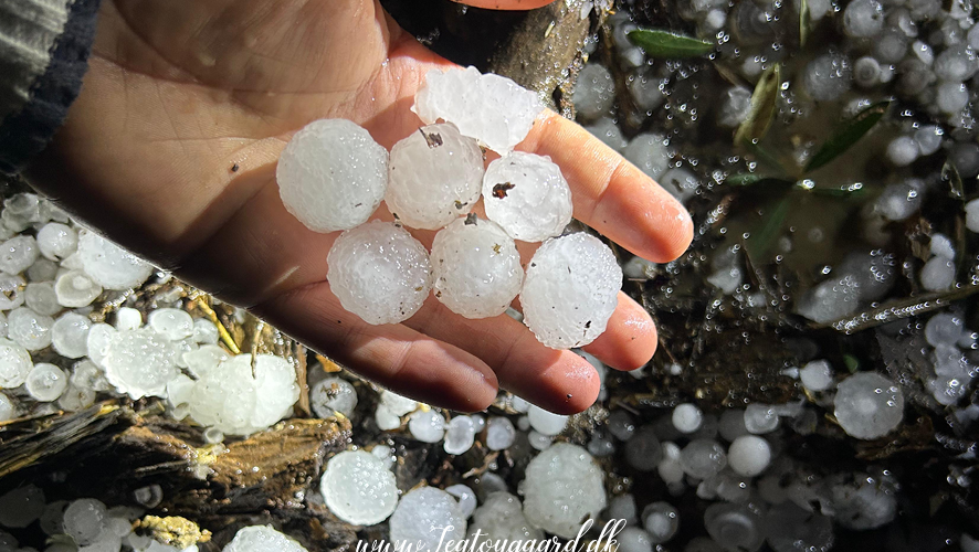 Haglstorm i tyrkisk landsby, stormvejr Tyrkiet, ekstremt vejr i Tyrkiet, kraftig hagl i landsby, naturfænomener Tyrkiet, tyrkisk landsby i uvær, vejrfænomener Tyrkiet, store hagl, hagl og ødelæggelser, haglstorm 2025 Tyrkiet, tyrkiske landsbyer i stormvejr, klimaforandringer i Tyrkiet, uventet storm i landsby, dramatiske vejrforhold Tyrkiet, hagl på størrelse med valnødder, hagl på hustage, ødelagte afgrøder af hagl, tyrkiske bønders udfordringer med vejret, hagl og stormskader, hagl i bjergområder Tyrkiet, klima i Anatolien, storm i Tyrkiet, naturkatastrofer i tyrkiske landsbyer, hagl og regn i Tyrkiet, usædvanligt vejr i Tyrkiet, hagl i små byer, vejrkatastrofer 2025, tyrkisk hverdag i stormvejr