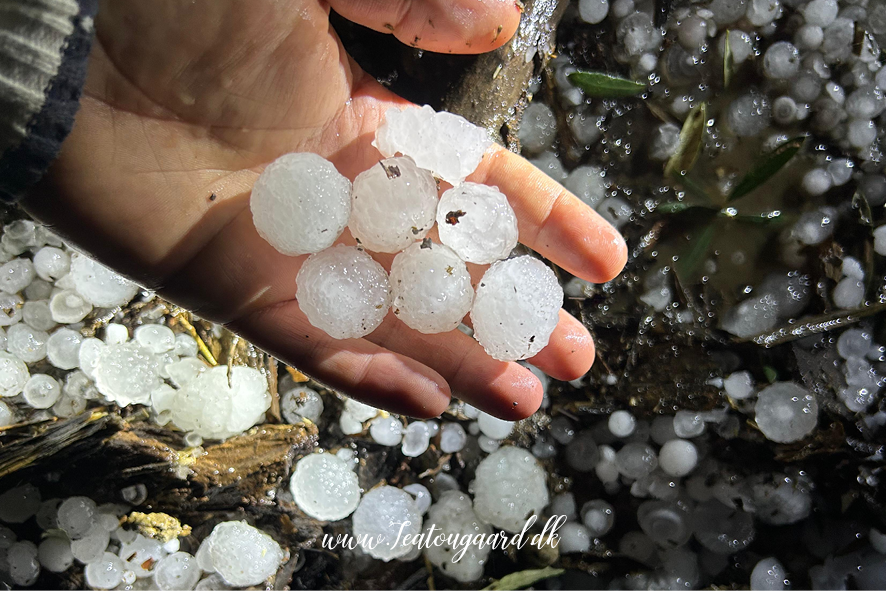 Haglstorm i tyrkisk landsby, stormvejr Tyrkiet, ekstremt vejr i Tyrkiet, kraftig hagl i landsby, naturfænomener Tyrkiet, tyrkisk landsby i uvær, vejrfænomener Tyrkiet, store hagl, hagl og ødelæggelser, haglstorm 2025 Tyrkiet, tyrkiske landsbyer i stormvejr, klimaforandringer i Tyrkiet, uventet storm i landsby, dramatiske vejrforhold Tyrkiet, hagl på størrelse med valnødder, hagl på hustage, ødelagte afgrøder af hagl, tyrkiske bønders udfordringer med vejret, hagl og stormskader, hagl i bjergområder Tyrkiet, klima i Anatolien, storm i Tyrkiet, naturkatastrofer i tyrkiske landsbyer, hagl og regn i Tyrkiet, usædvanligt vejr i Tyrkiet, hagl i små byer, vejrkatastrofer 2025, tyrkisk hverdag i stormvejr